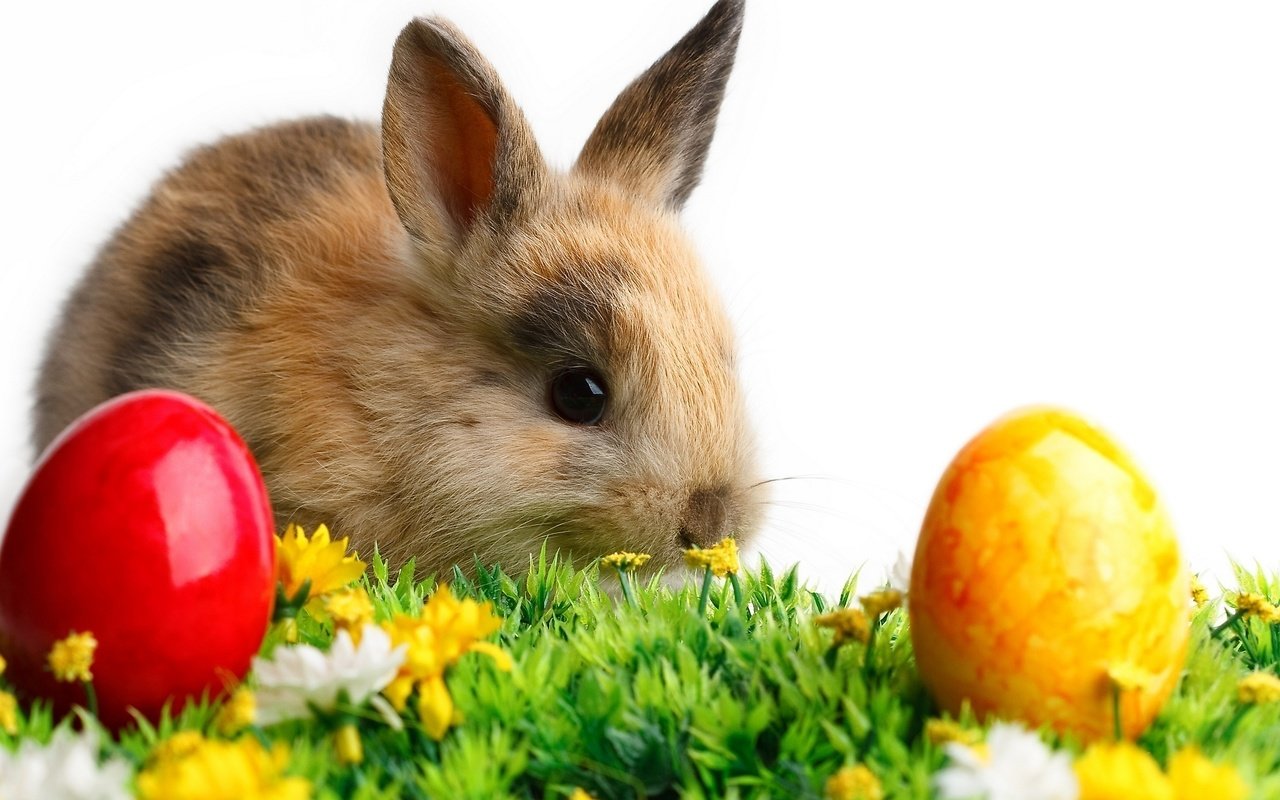 Обои кролик и пасхальные яйца, rabbit and easter eggs разрешение 2560x1440 Загрузить