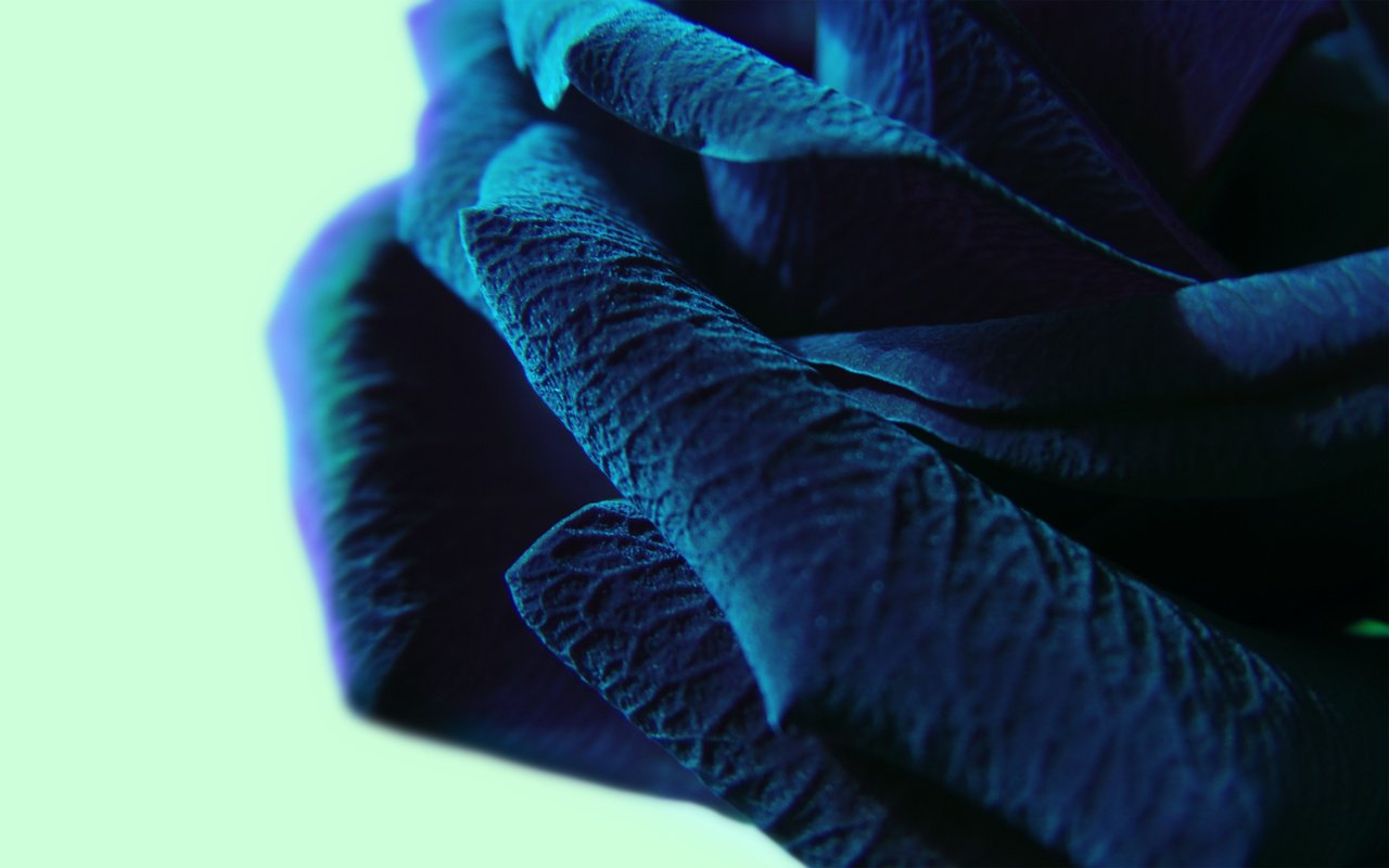 Обои макро, синий цвет, крупные лепестки, macro, blue color, large petals разрешение 2560x1600 Загрузить