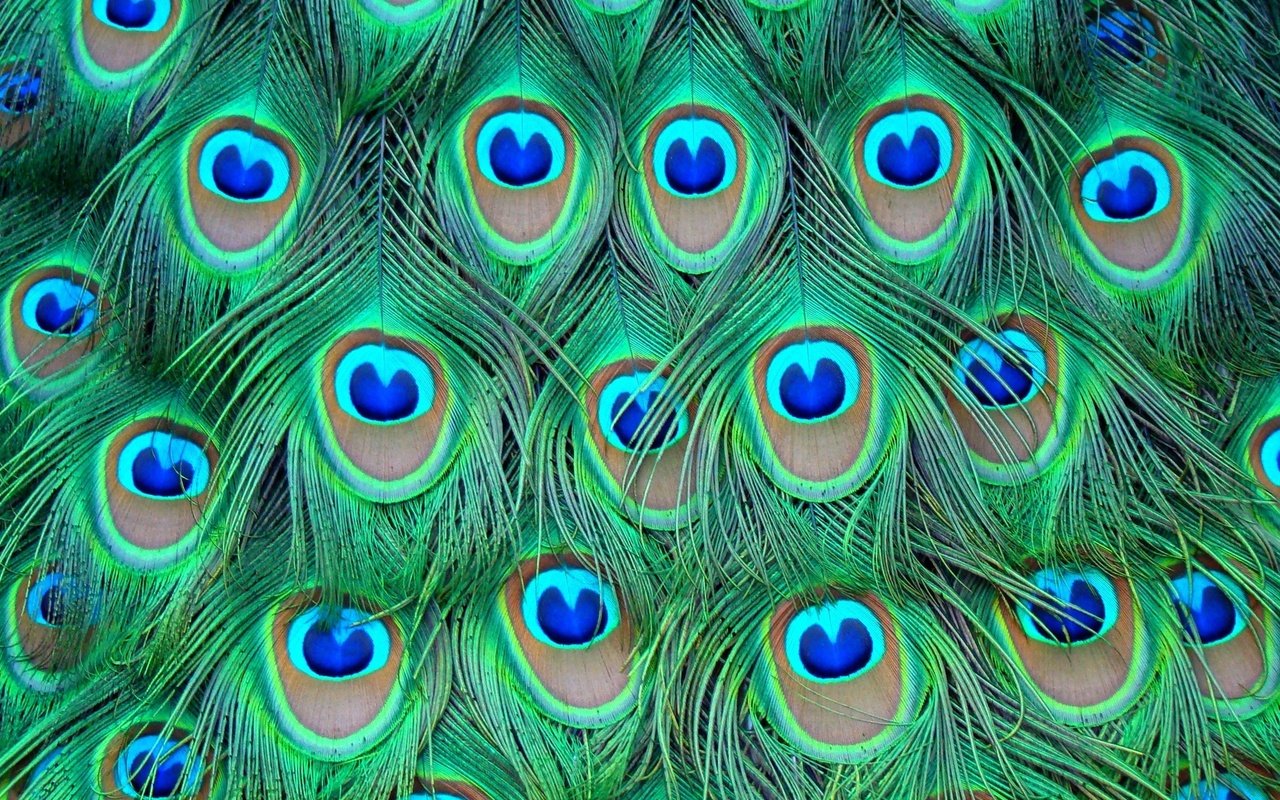 Обои перья, цветные, павлина, feathers, colored, peacock разрешение 1920x1080 Загрузить