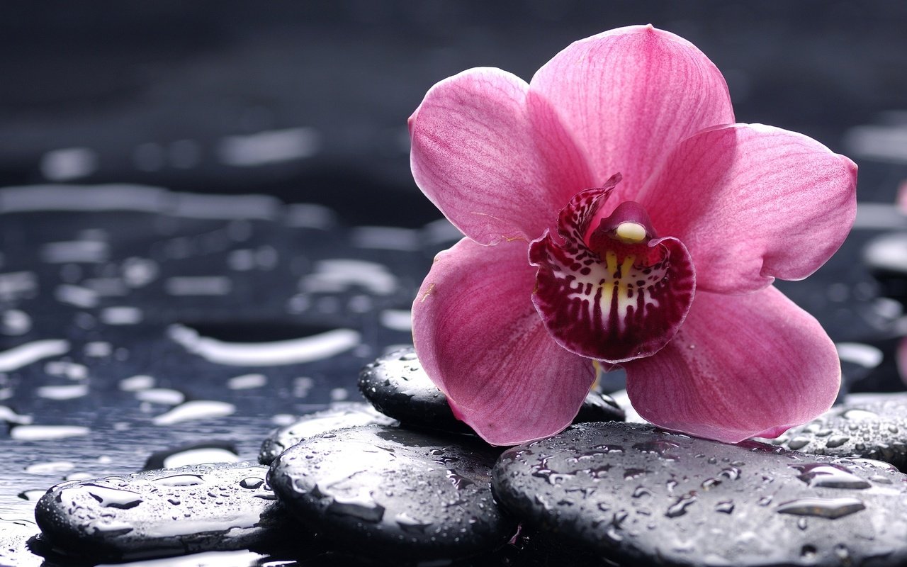 Обои камни, цветок, розовая, орхидея, орхидею, stones, flower, pink, orchid разрешение 1920x1080 Загрузить