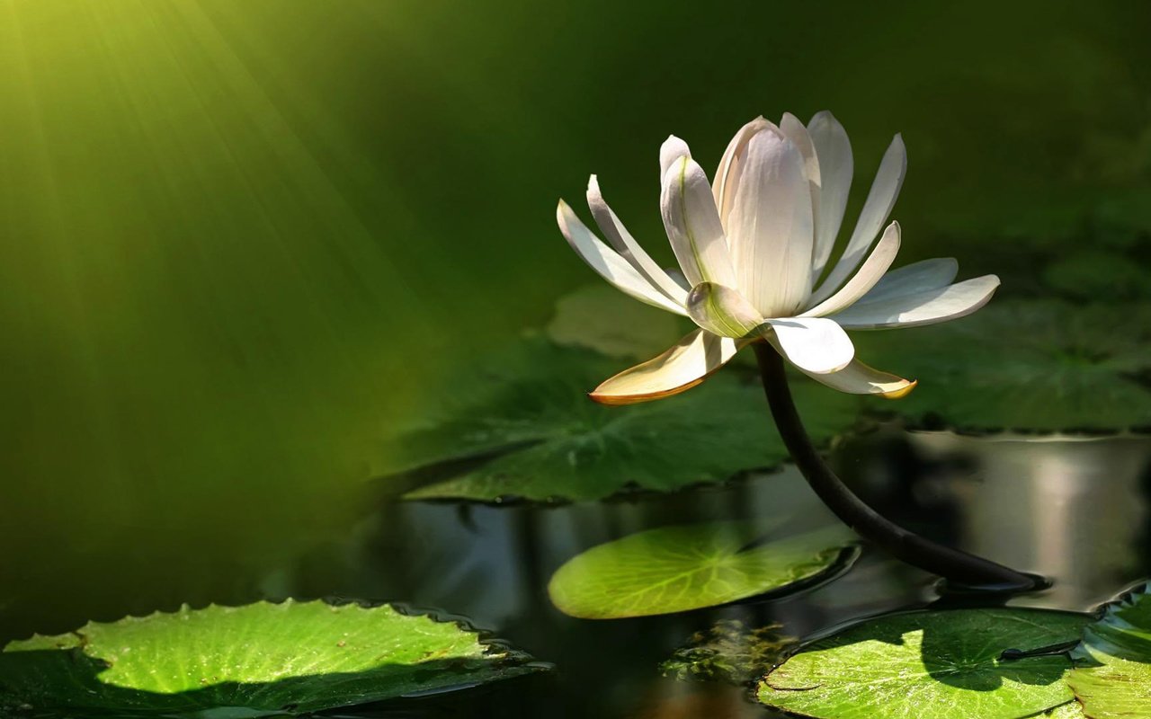 Обои вода, цветок, лотос, пруд, кувшинка, кувшинки, водяная лилия, water, flower, lotus, pond, lily, water lilies, water lily разрешение 1920x1080 Загрузить