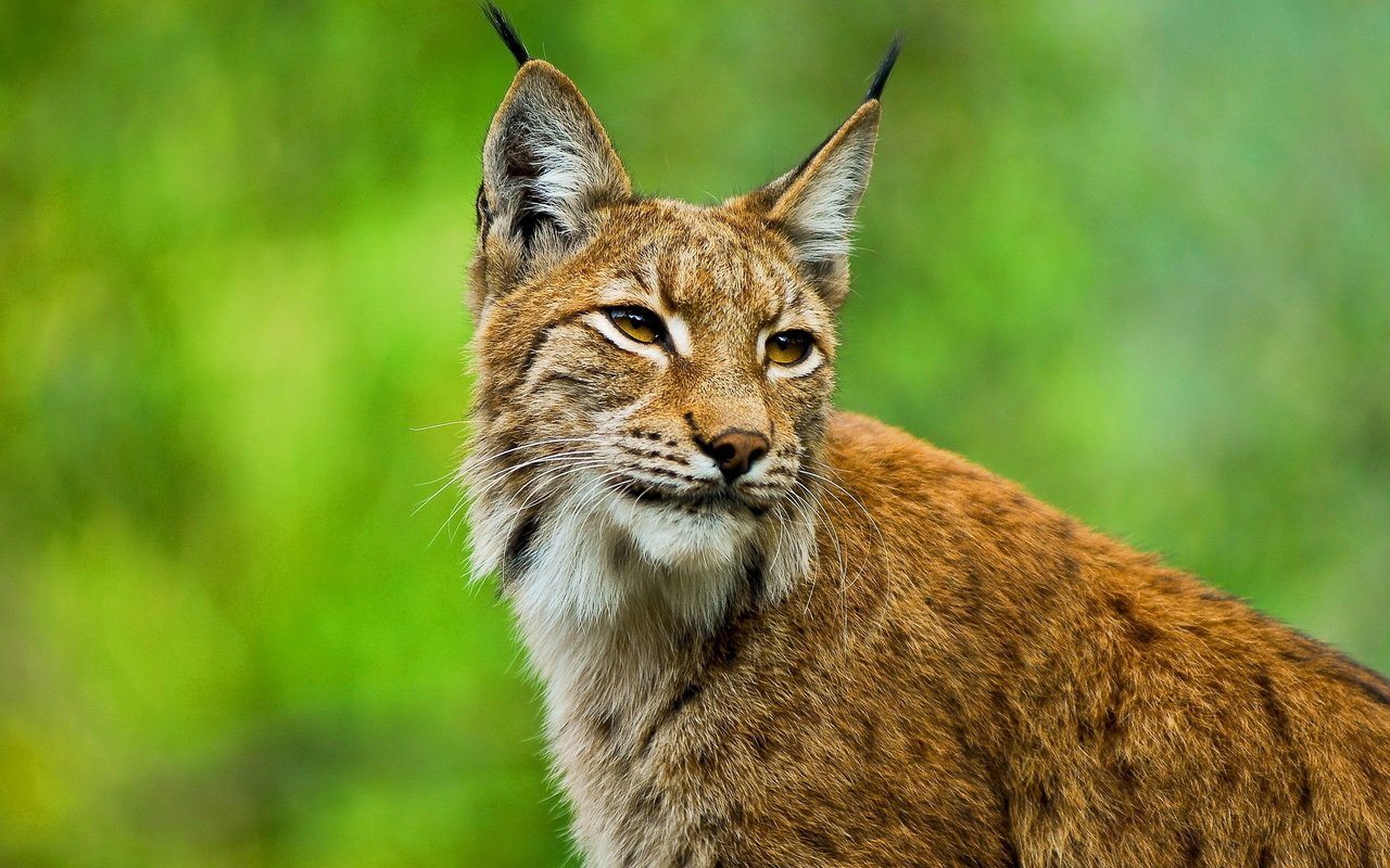 Обои морда, рысь, взгляд, уши, кисточки, европейская, face, lynx, look, ears, brush, european разрешение 2560x1440 Загрузить