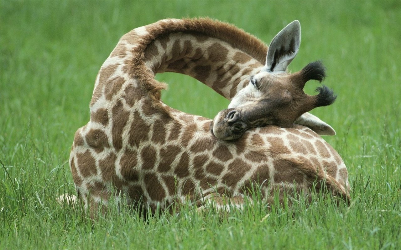 Обои трава, сон, отдых, жираф, рожки, шея, grass, sleep, stay, giraffe, horns, neck разрешение 1920x1080 Загрузить