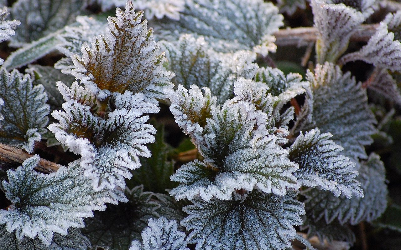 Замерзшие растения