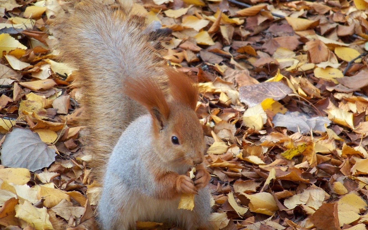 Обои листья, осень, белка, орех, грызет, leaves, autumn, protein, walnut, nibbles разрешение 2560x1600 Загрузить