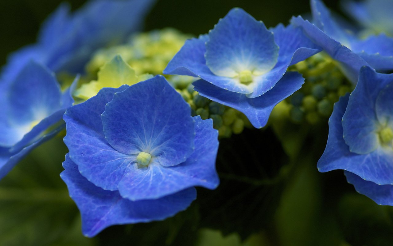 Обои соцветия, синяя, гортензия, куст., inflorescence, blue, hydrangea, bush. разрешение 1920x1200 Загрузить