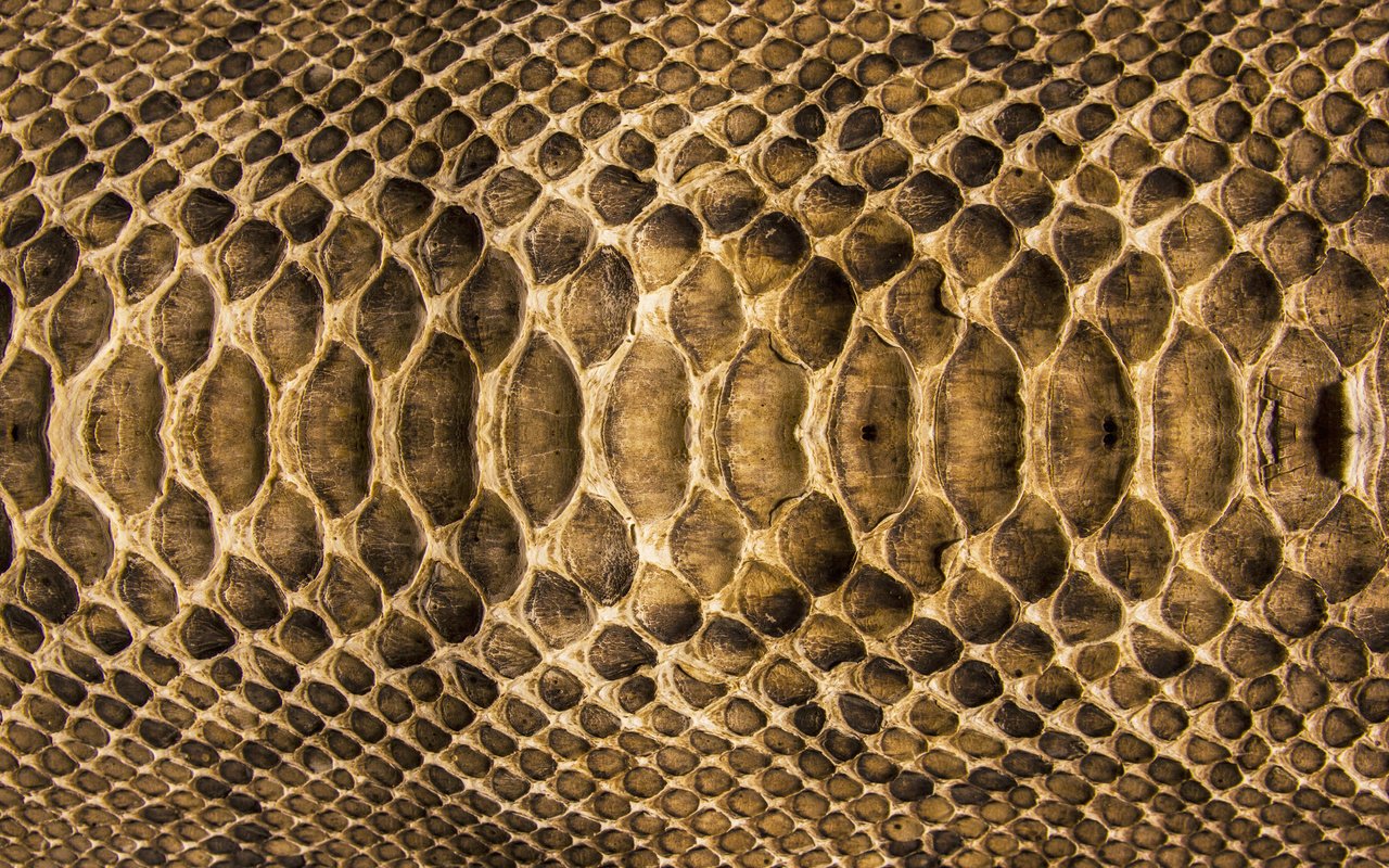 Обои текстура, змея, кожа, расцветка, чешуя, texture, snake, leather, colors, scales разрешение 2560x1600 Загрузить