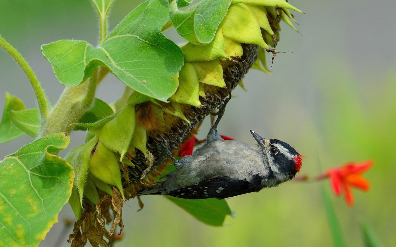 Обои макро, подсолнух, птица, семечки, дятел, macro, sunflower, bird, seeds, woodpecker разрешение 2560x1600 Загрузить