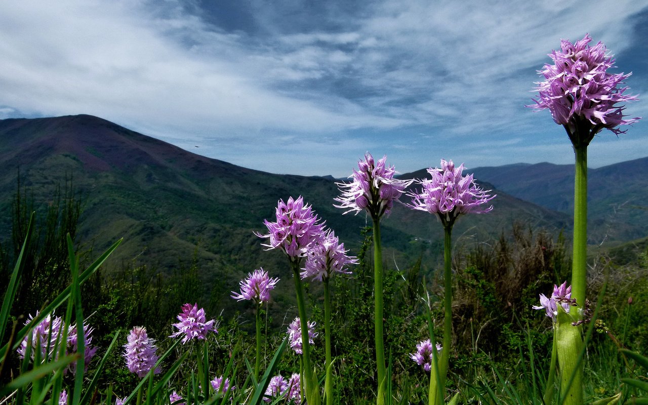 Обои цветы, горы, растения, розовые, flowers, mountains, plants, pink разрешение 2048x1536 Загрузить