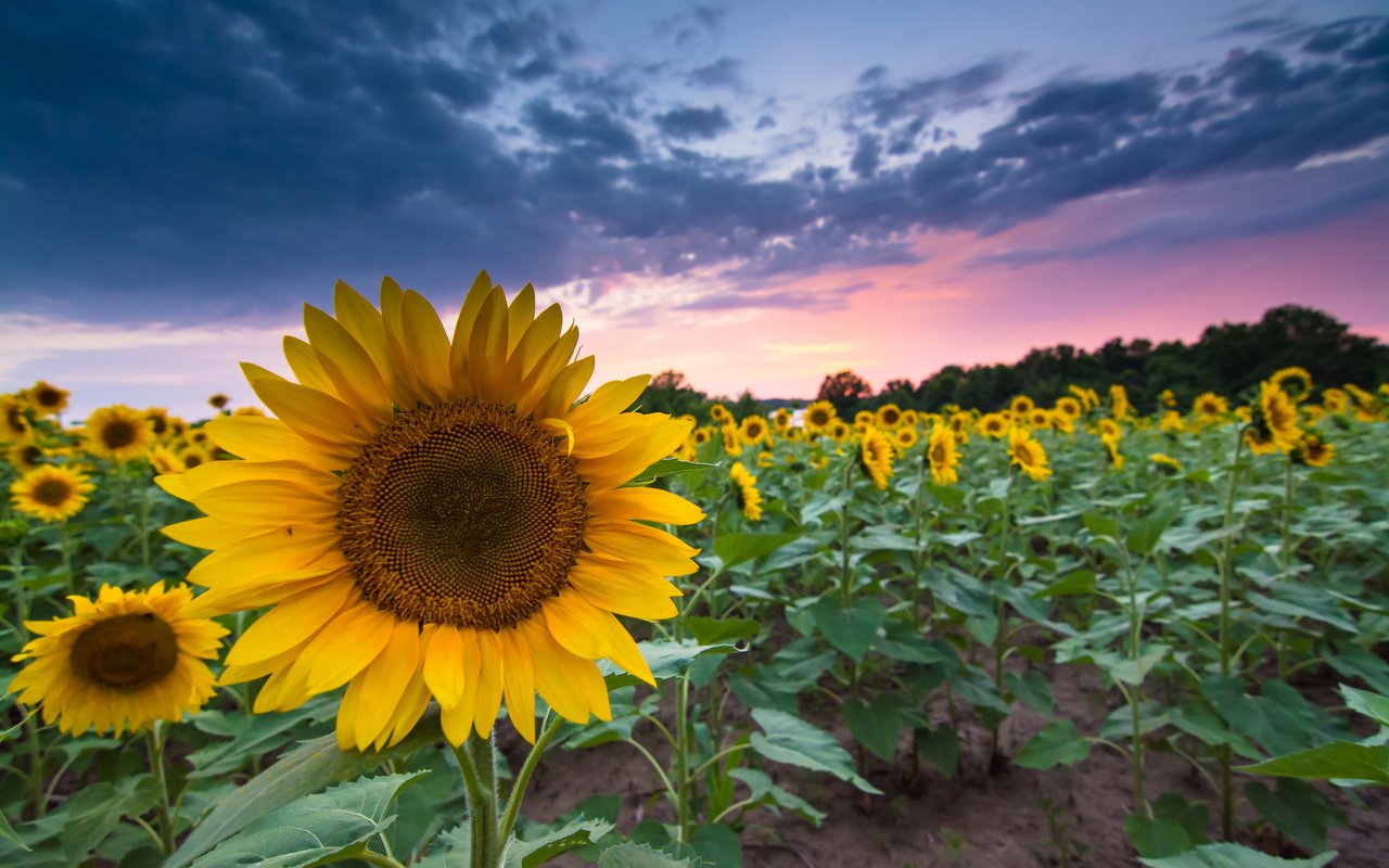 Обои вечер, закат, поле, лето, подсолнухи, the evening, sunset, field, summer, sunflowers разрешение 1920x1200 Загрузить