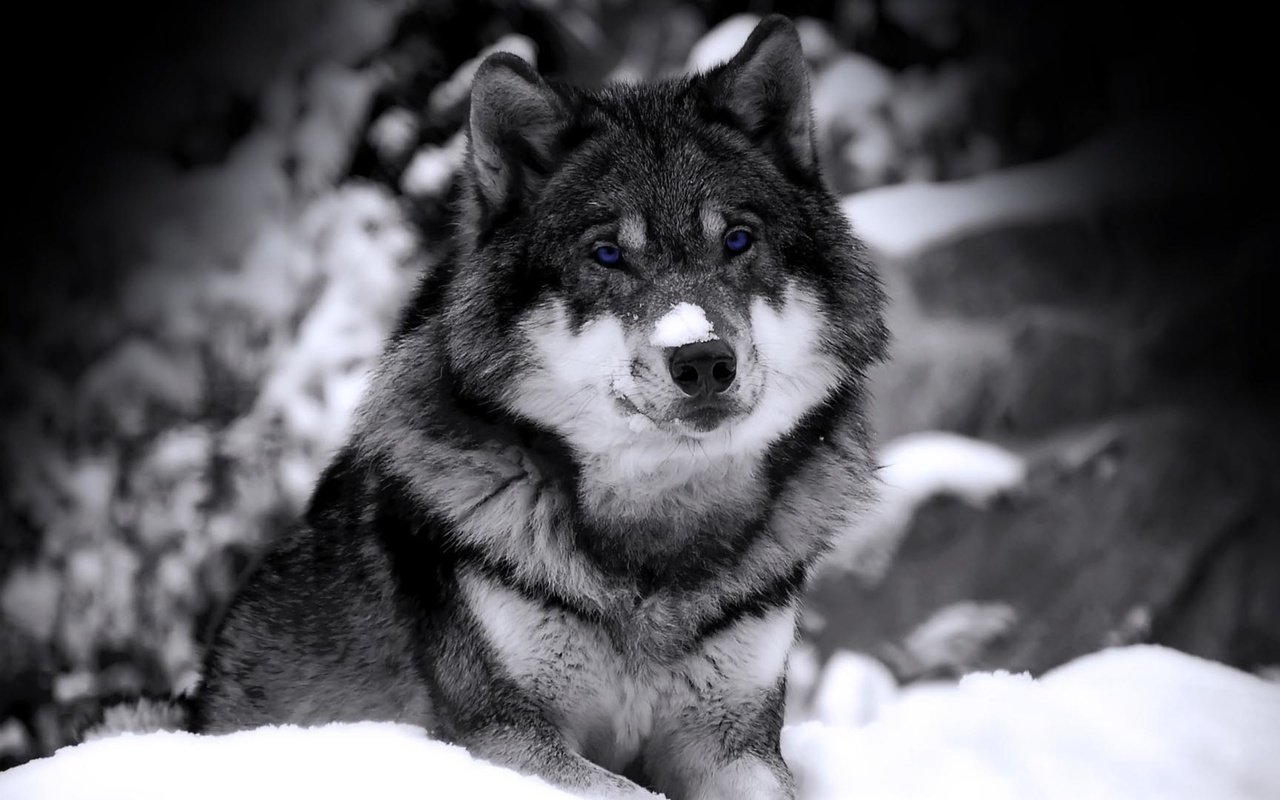 Обои снег, волк, в, snow, wolf, in разрешение 1920x1080 Загрузить