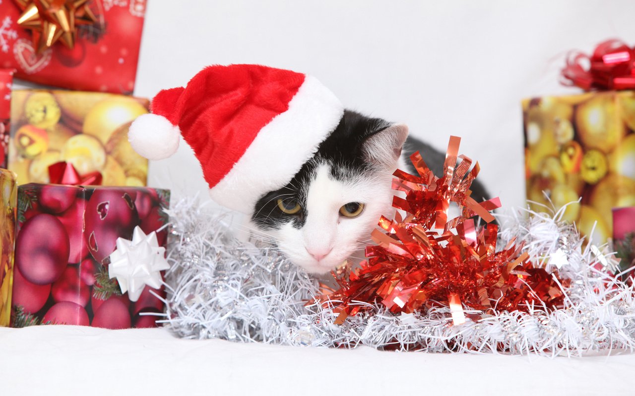 Обои новый год, кот, кошка, подарки, котенок, колпак, коробки, мишура, new year, cat, gifts, kitty, cap, box, tinsel разрешение 4800x3200 Загрузить