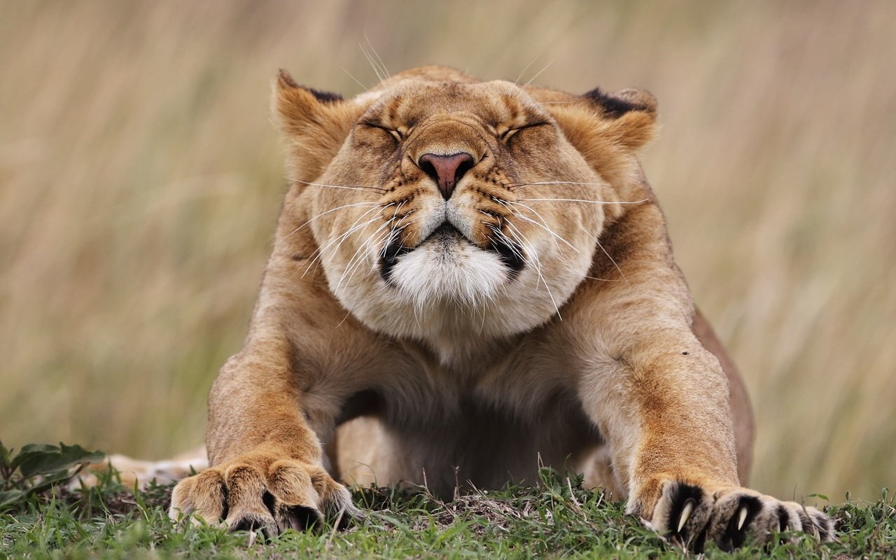 Обои хищник, львица, лежа, подтягивается, predator, lioness, lying, pulled разрешение 1920x1200 Загрузить