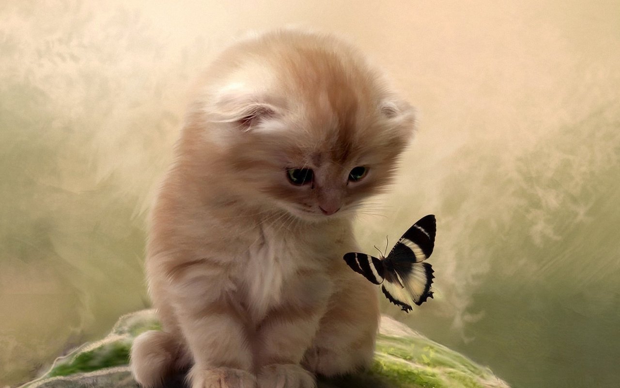 Обои арт, взгляд, пушистый, котенок и бабочка, бело-черные крылья бабочки, art, look, fluffy, kitten and butterfly, white-and-black butterfly wings разрешение 1920x1080 Загрузить