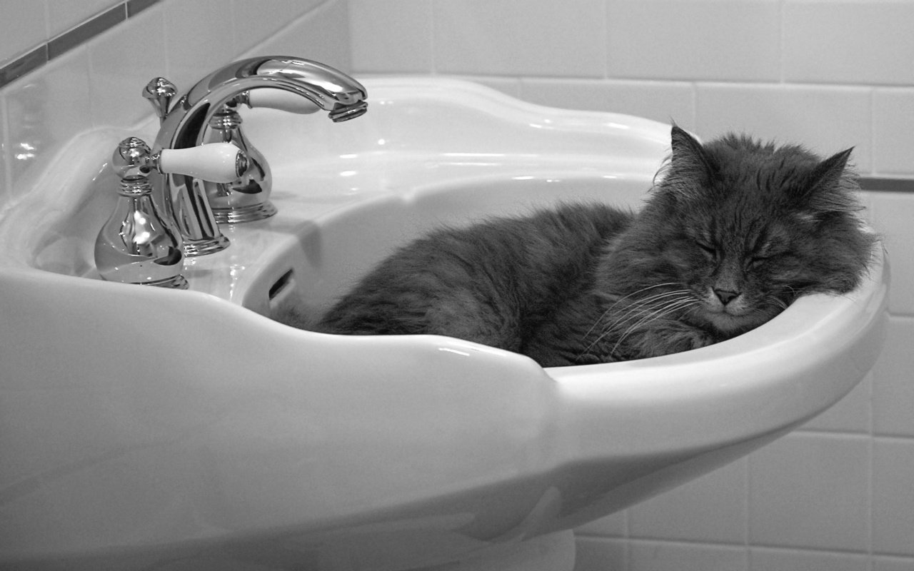 Обои кошка, спит, раковина, cat, sleeping, sink разрешение 1920x1200 Загрузить