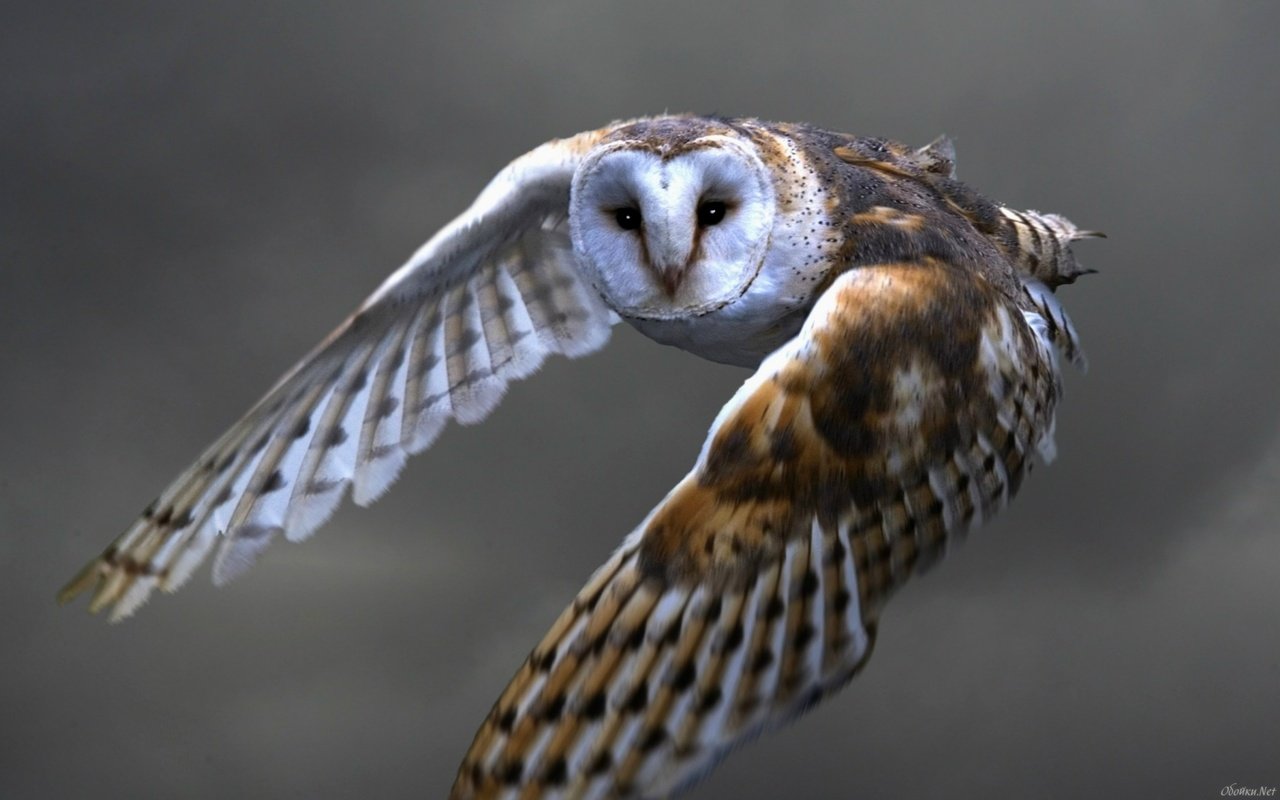 Обои сова, полет, хищник, птица, сова в полете, сипуха, owl, flight, predator, bird, owl in flight, the barn owl разрешение 1920x1200 Загрузить