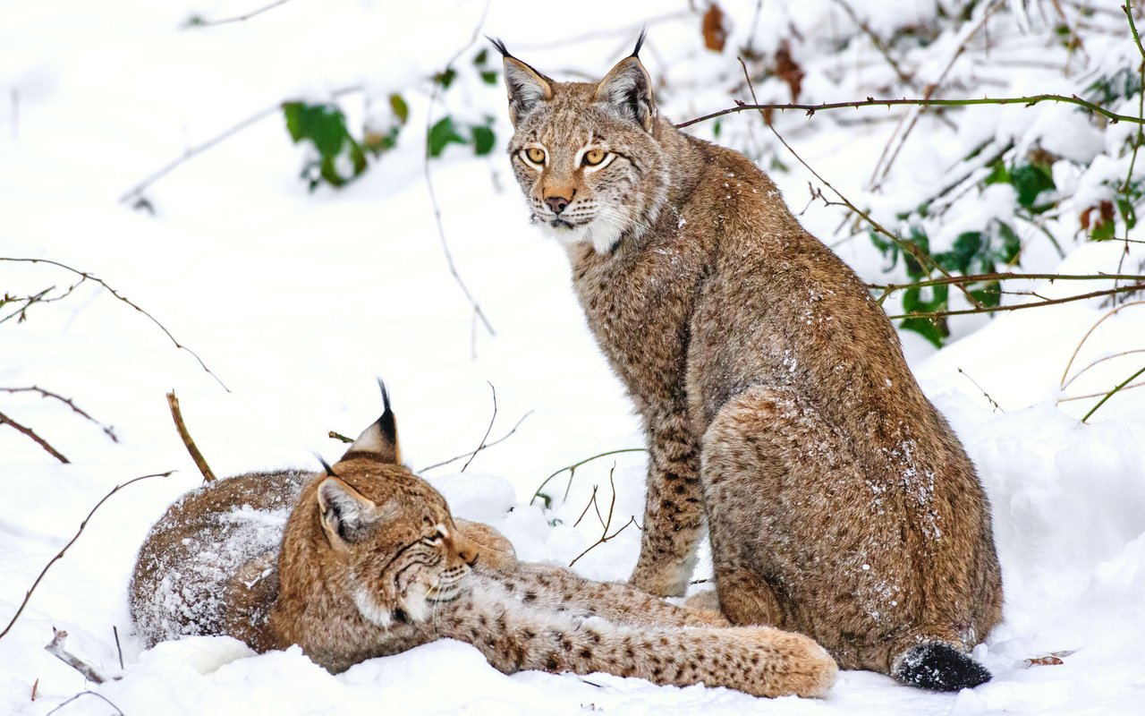 Обои снег, зима, рысь, парочка, snow, winter, lynx, a couple разрешение 1920x1200 Загрузить