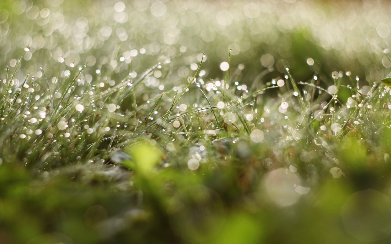 Обои трава, зелень, зелёный, роса, капли, грин, grass, greens, green, rosa, drops разрешение 3446x2109 Загрузить