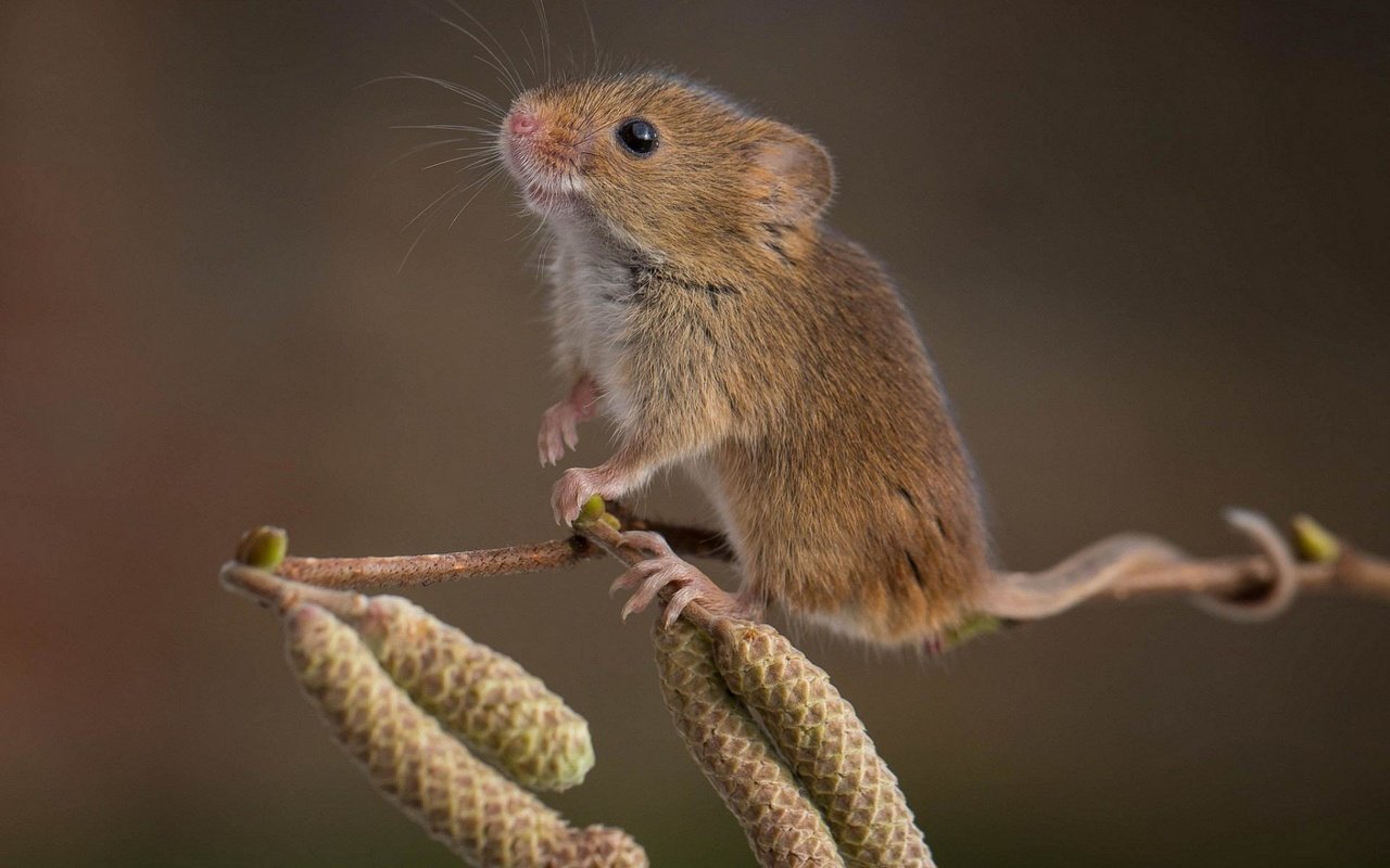 Обои ветка, природа, фон, мышь, мышка, ольховая, branch, nature, background, mouse, alder разрешение 1920x1200 Загрузить