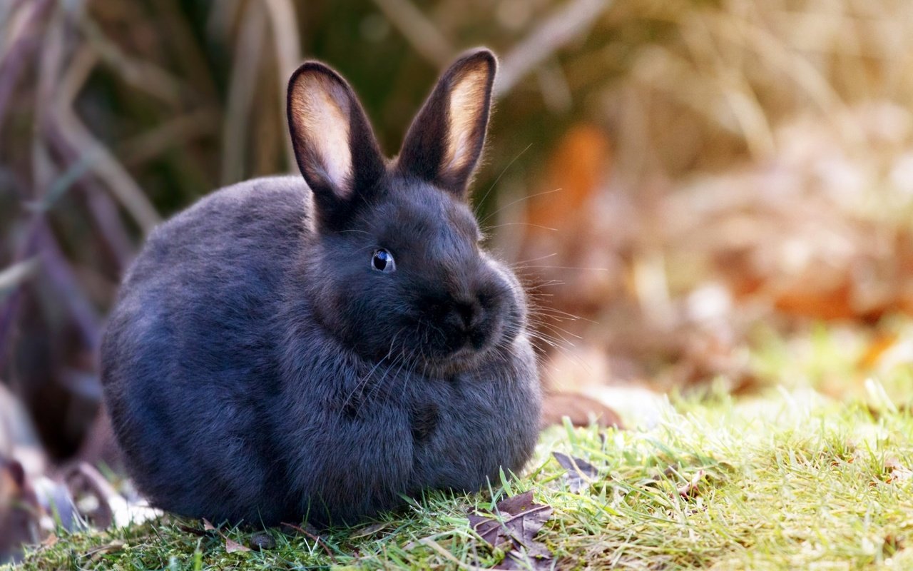 Обои трава, природа, шерсть, кролик, уши, заяц, grass, nature, wool, rabbit, ears, hare разрешение 1920x1200 Загрузить