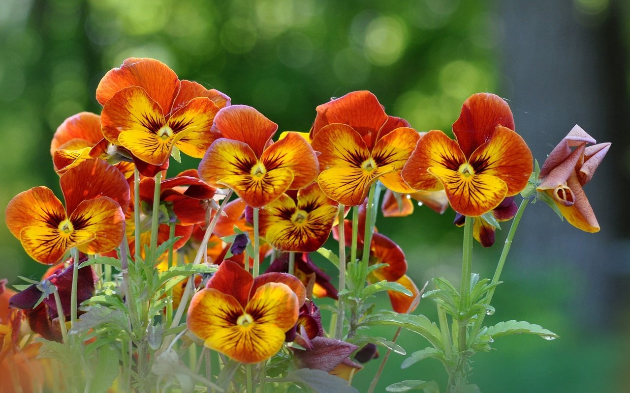 Обои цветы, анютины глазки, желто-оранжевые, flowers, pansy, yellow-orange разрешение 1920x1200 Загрузить