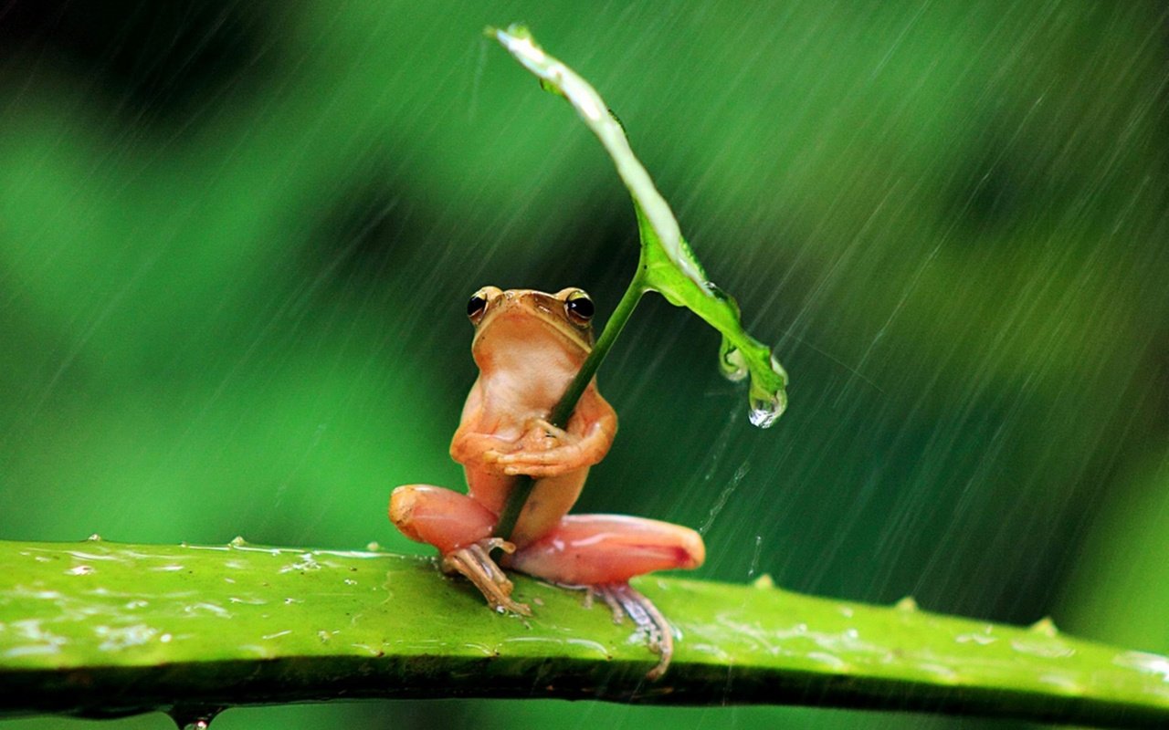 Обои фон, листок, лягушка, дождь, background, leaf, frog, rain разрешение 1920x1250 Загрузить