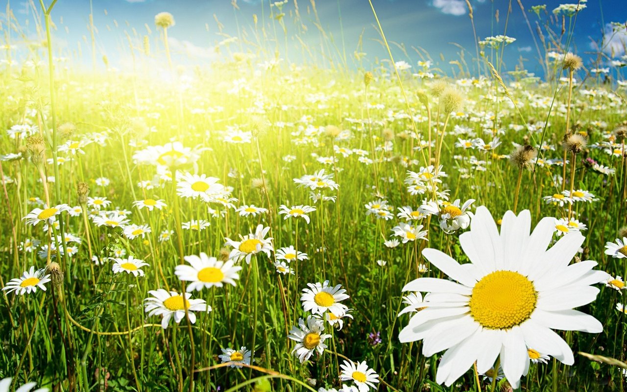 Обои небо, цветы, солнце, поле, ромашки, the sky, flowers, the sun, field, chamomile разрешение 1920x1200 Загрузить