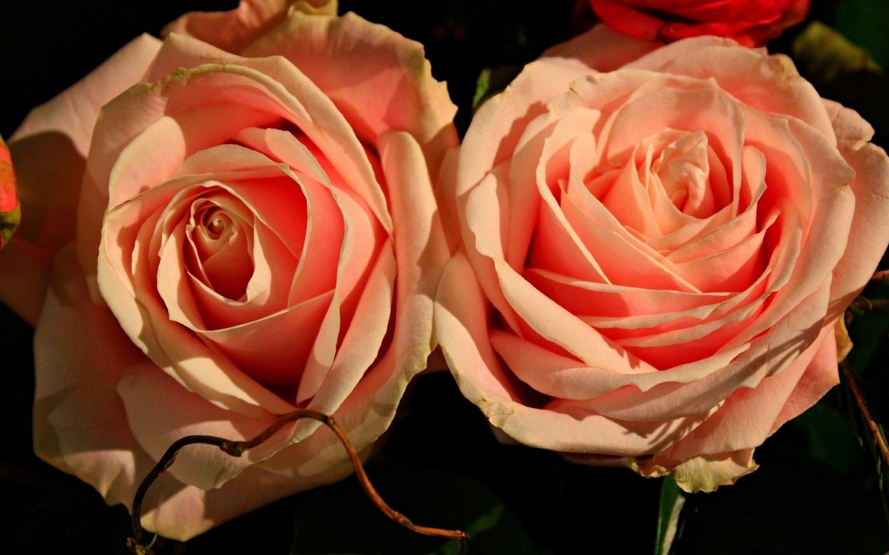 Обои цветы, макро, розы, дуэт, flowers, macro, roses, duo разрешение 1920x1201 Загрузить