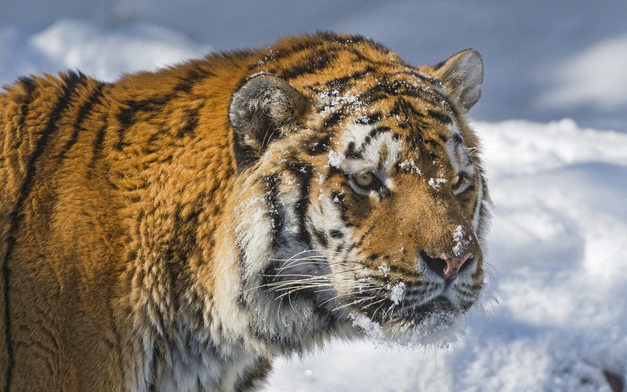 Обои тигр, морда, снег, зима, хищник, большая кошка, амурский тигр, tiger, face, snow, winter, predator, big cat, the amur tiger разрешение 2048x1365 Загрузить