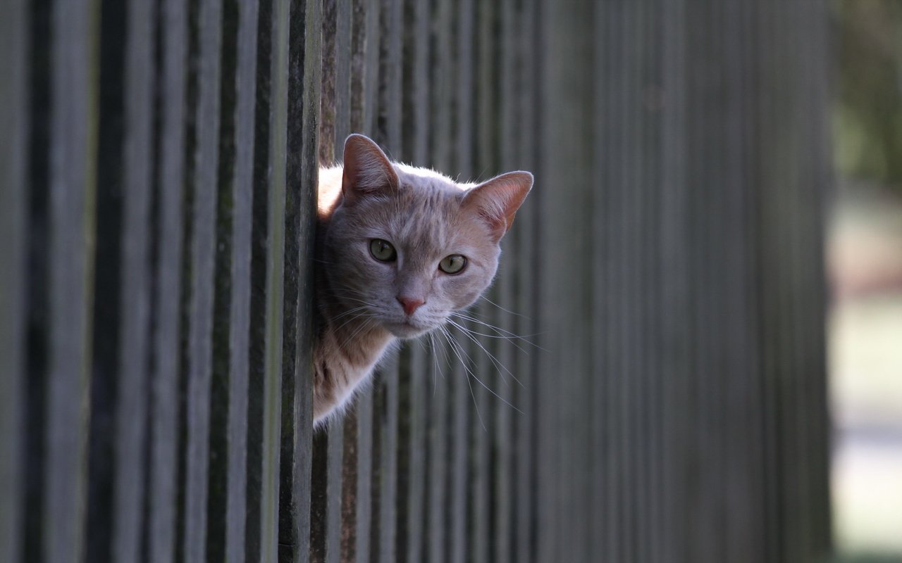 Обои кот, кошка, взгляд, забор, рыжий, cat, look, the fence, red разрешение 2560x1600 Загрузить