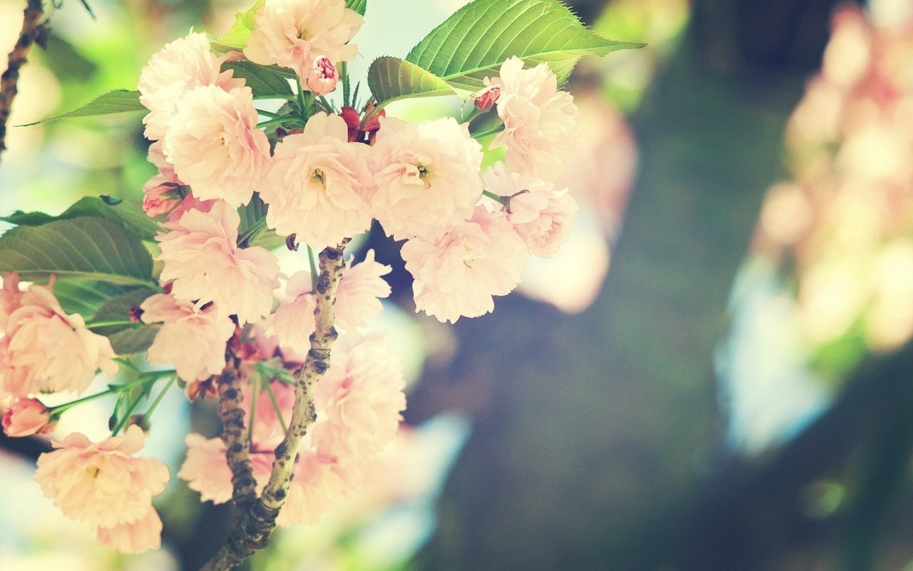 Фотообои деревья цветы
