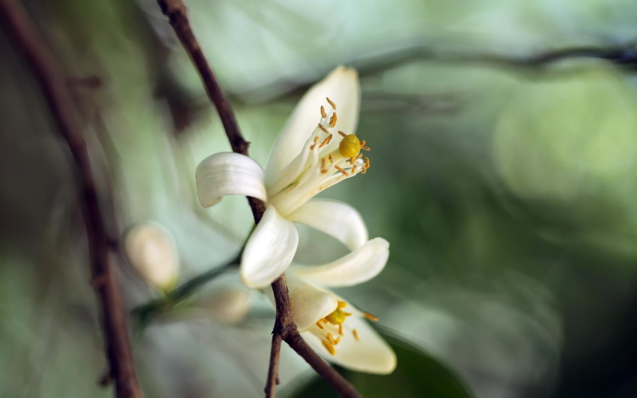 Обои цветы, цветение, макро, весна, белые, flowers, flowering, macro, spring, white разрешение 2048x1365 Загрузить