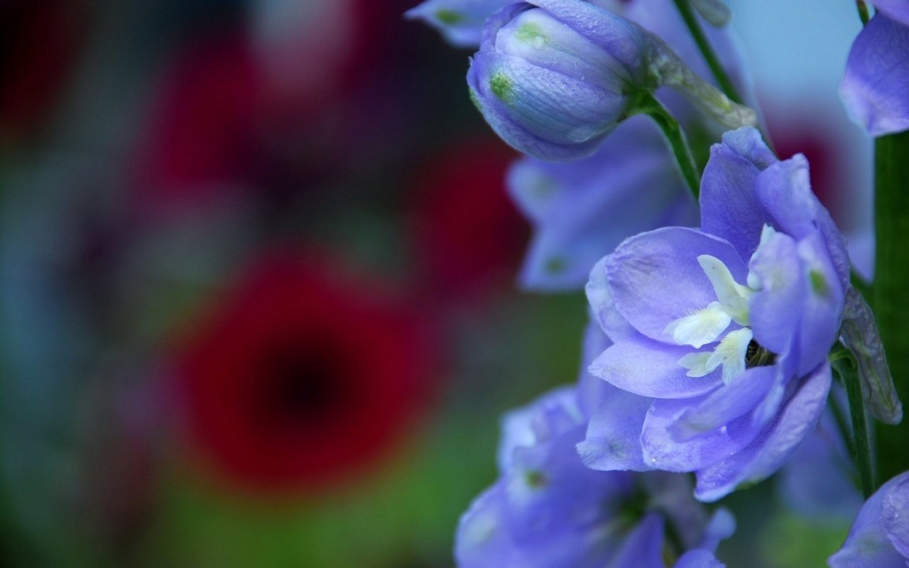 Обои цветы, макро, лепестки, синие, дельфиниум, бутончик, flowers, macro, petals, blue, delphinium, rosebud разрешение 1920x1285 Загрузить