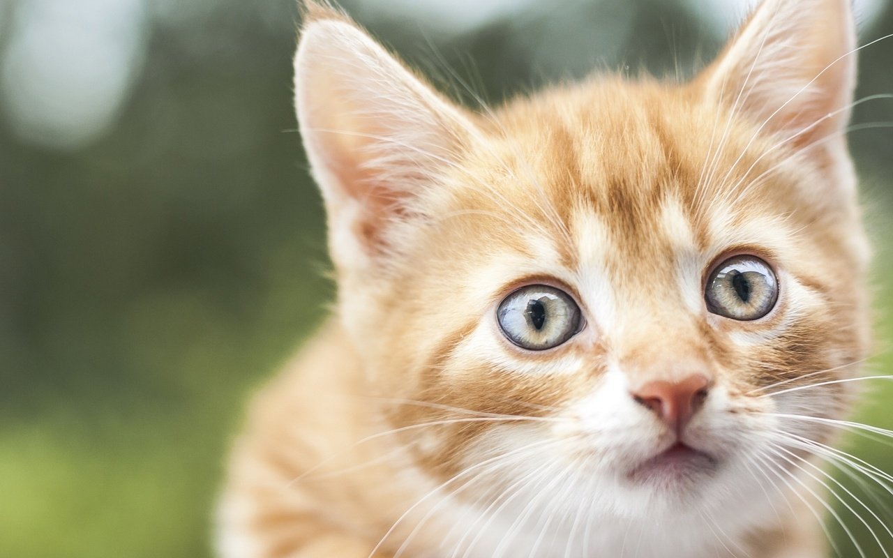 Обои мордочка, взгляд, котенок, рыжий, muzzle, look, kitty, red разрешение 1920x1536 Загрузить