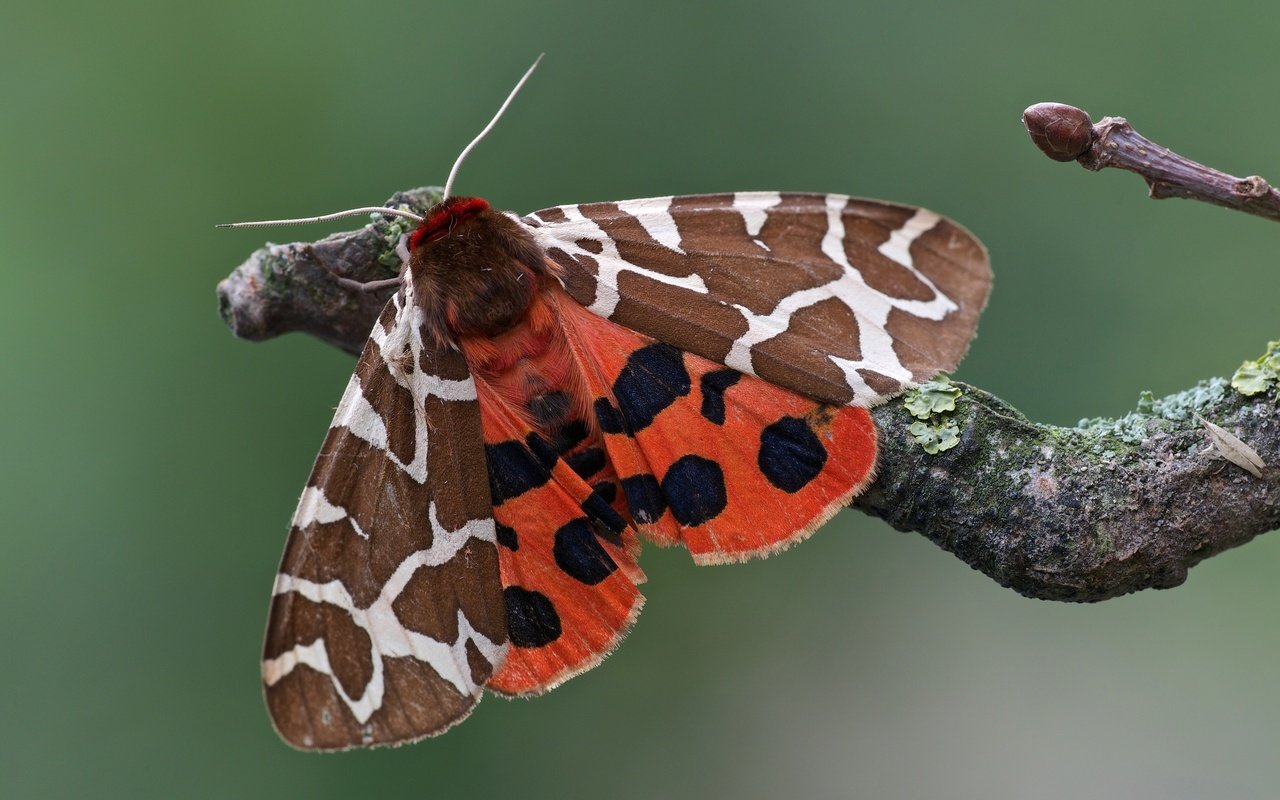 Обои ветка, макро, насекомое, бабочка, моль, медведица-кайя, branch, macro, insect, butterfly, mol, bear-kaya разрешение 3200x2134 Загрузить