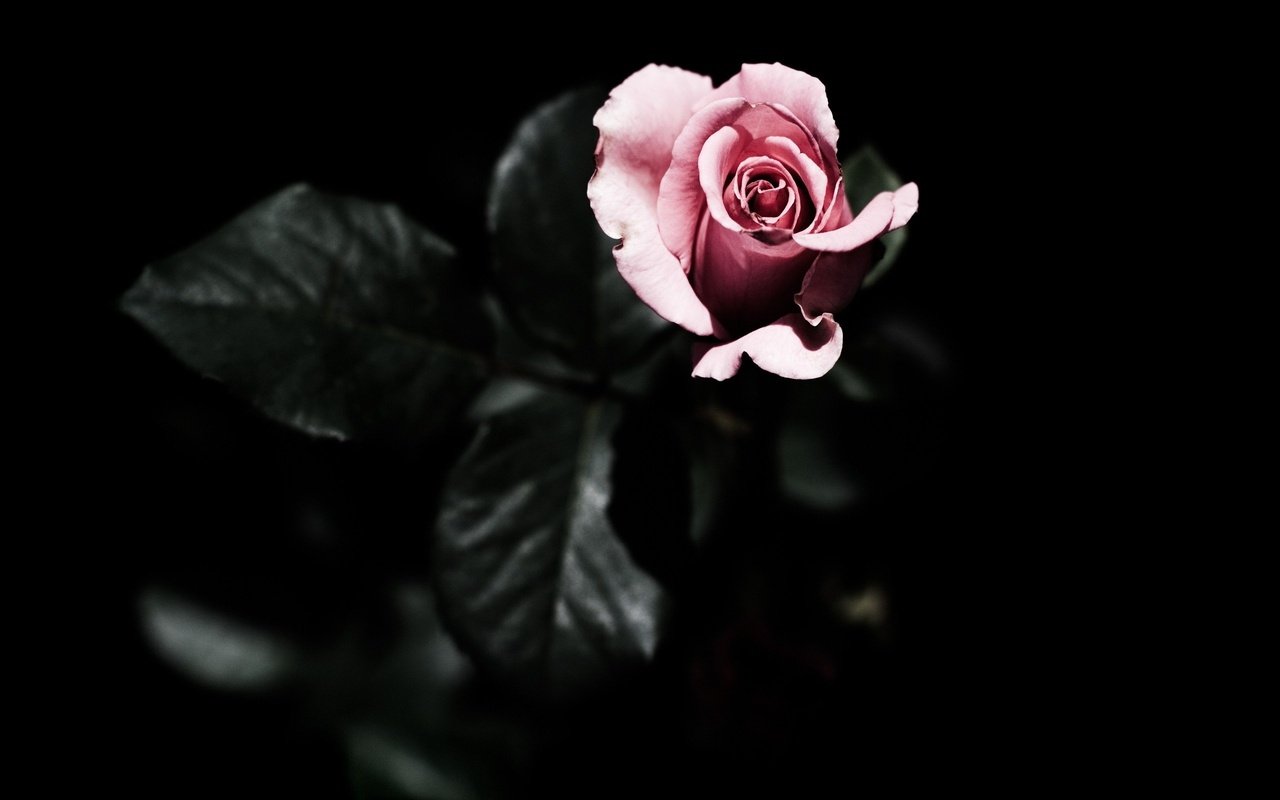 Обои листья, цветок, роза, лепестки, черный фон, розовая, leaves, flower, rose, petals, black background, pink разрешение 2560x1600 Загрузить