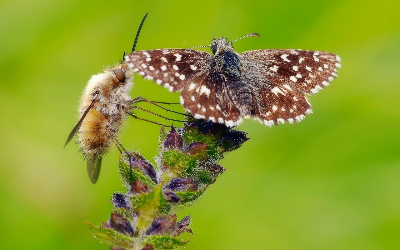 Обои цветок, бабочка, насекомые, растение, муха, flower, butterfly, insects, plant, fly разрешение 2048x1360 Загрузить