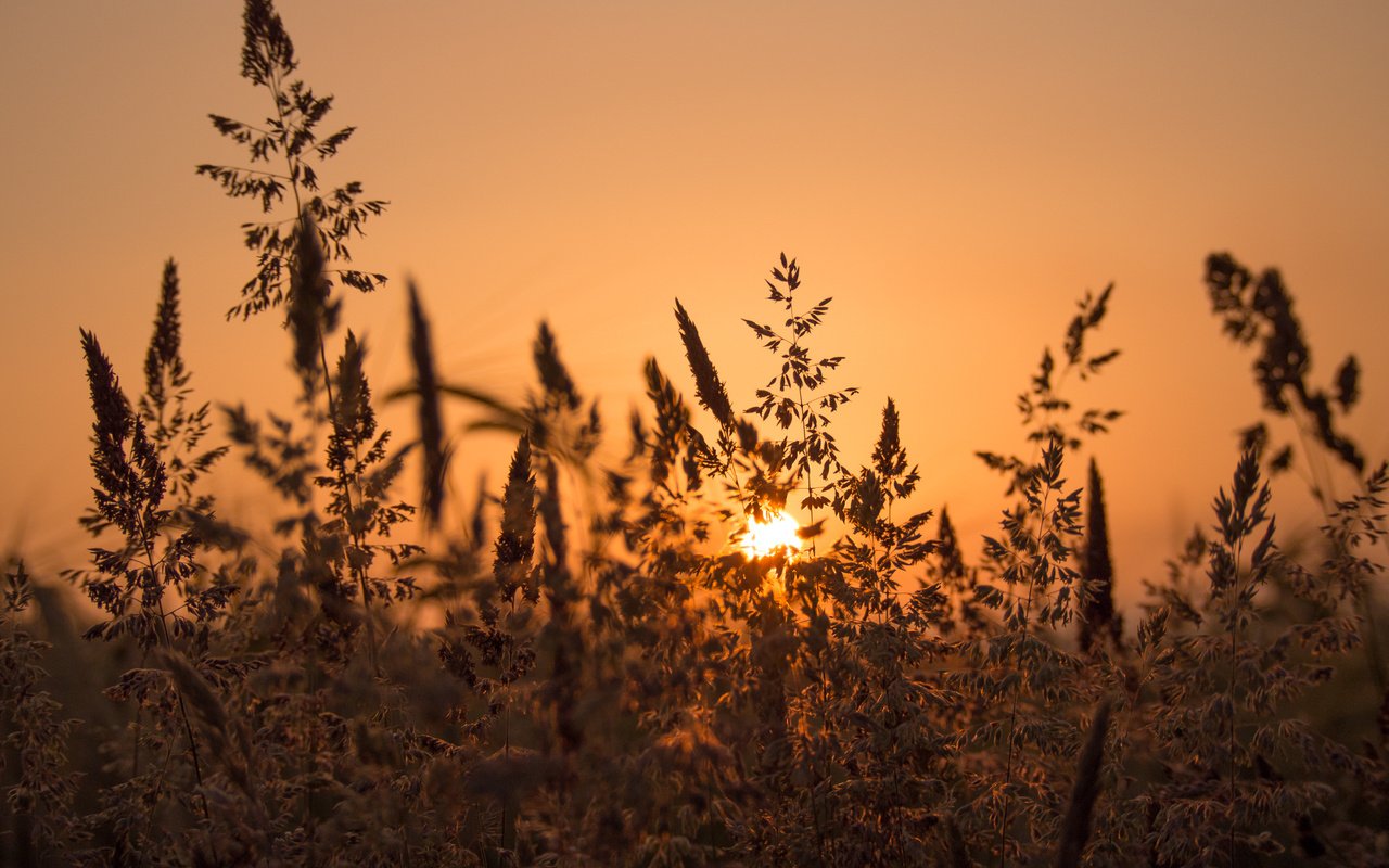 Обои закат, луг, травинки, sunset, meadow, grass разрешение 2048x1536 Загрузить