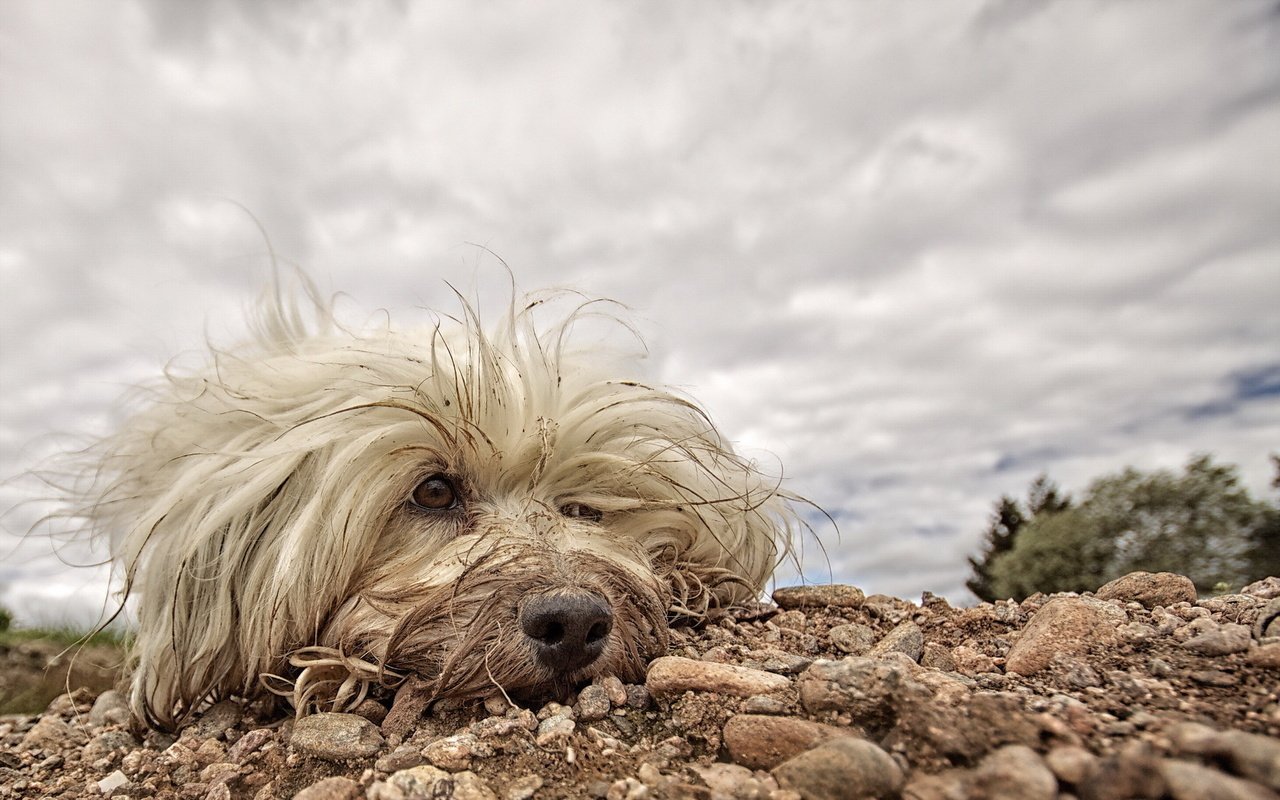 Обои собака, друг, белая, мохнатая, гаванский бишон, dog, each, white, hairy, the havanese разрешение 1920x1200 Загрузить