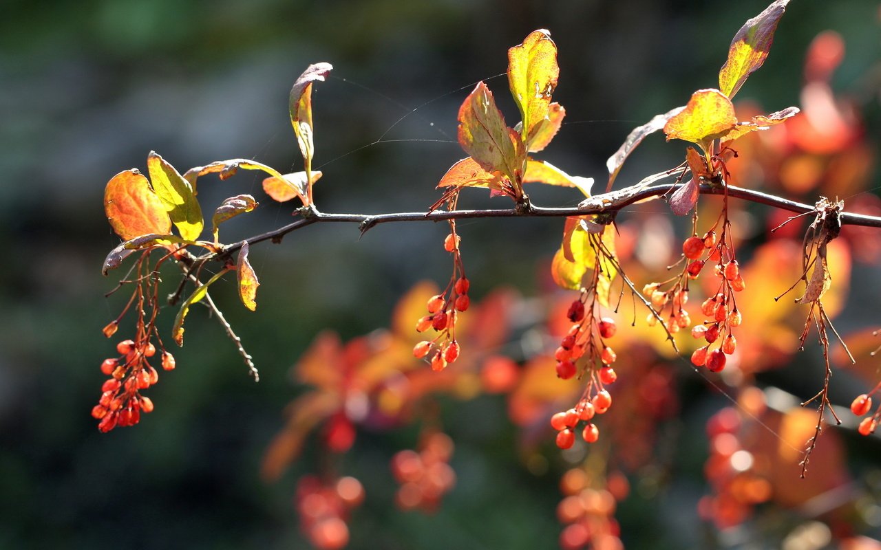 Обои ветка, природа, листья, осень, ягоды, плоды, branch, nature, leaves, autumn, berries, fruit разрешение 2560x1600 Загрузить