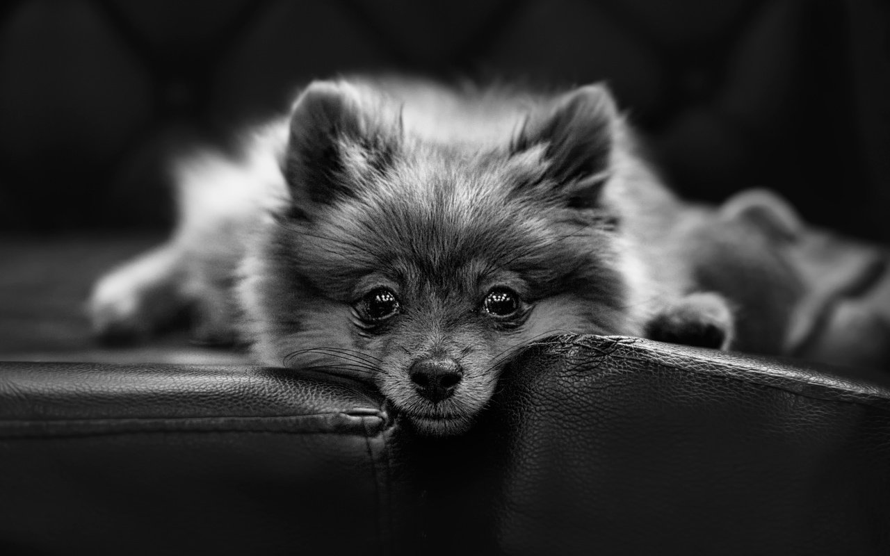 Обои взгляд, собака, шпиц, look, dog, spitz разрешение 2500x1580 Загрузить