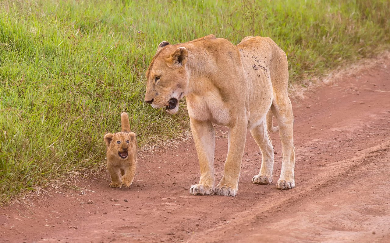 Обои природа, животные, львы, дикие кошки, львица, львёнок, детеныш, львица.львенок, nature, animals, lions, wild cats, lioness, lion, cub, lioness.lion разрешение 2048x1365 Загрузить