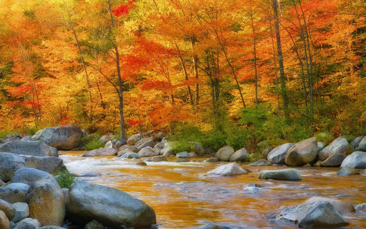 Обои деревья, река, камни, листья, осень, поток, trees, river, stones, leaves, autumn, stream разрешение 1920x1080 Загрузить