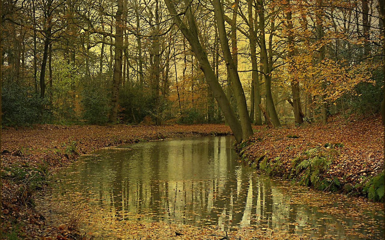 Обои деревья, река, лес, осень, trees, river, forest, autumn разрешение 2048x1365 Загрузить