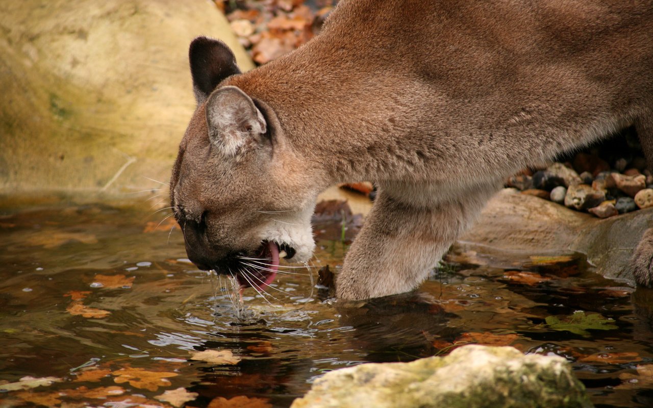 Обои водопой, горный лев, пума.кугуар, drink, mountain lion, puma.cougar разрешение 2184x1456 Загрузить