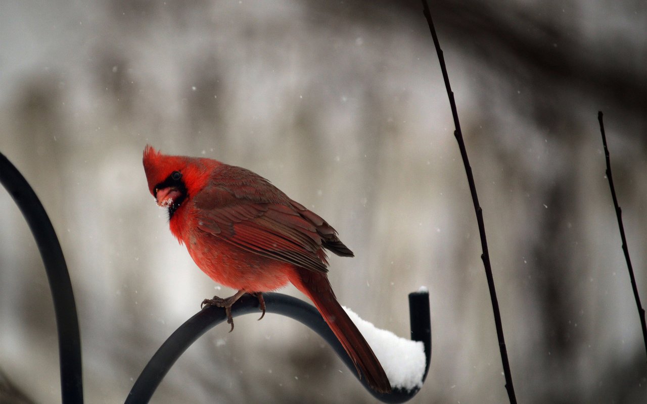 Обои снег, зима, птицы, кардинал, snow, winter, birds, cardinal разрешение 1920x1200 Загрузить