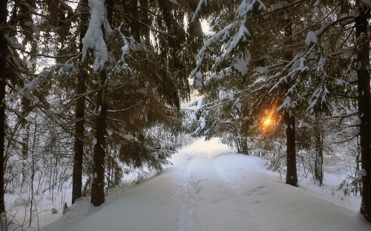 Обои дорога, деревья, снег, зима, пейзаж, road, trees, snow, winter, landscape разрешение 2875x1910 Загрузить