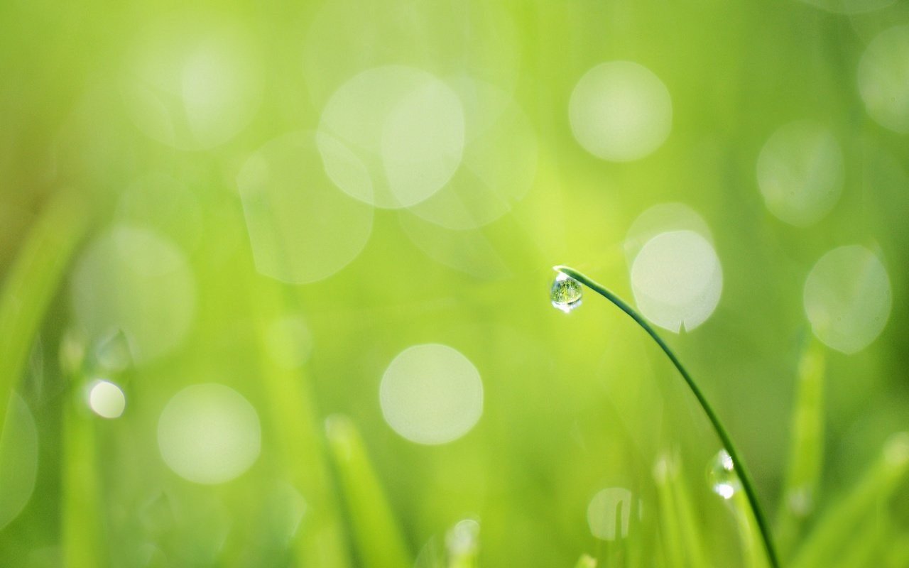 Обои трава, травинка, зелень.капля, роса.блики, капли на траве, grass, a blade of grass, greens.drop, rosa.glare, drops on the grass разрешение 2048x1371 Загрузить