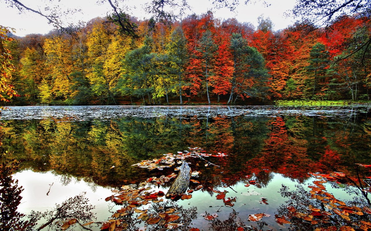 Обои деревья, озеро, лес, отражение, пейзаж, осень, trees, lake, forest, reflection, landscape, autumn разрешение 2048x1303 Загрузить