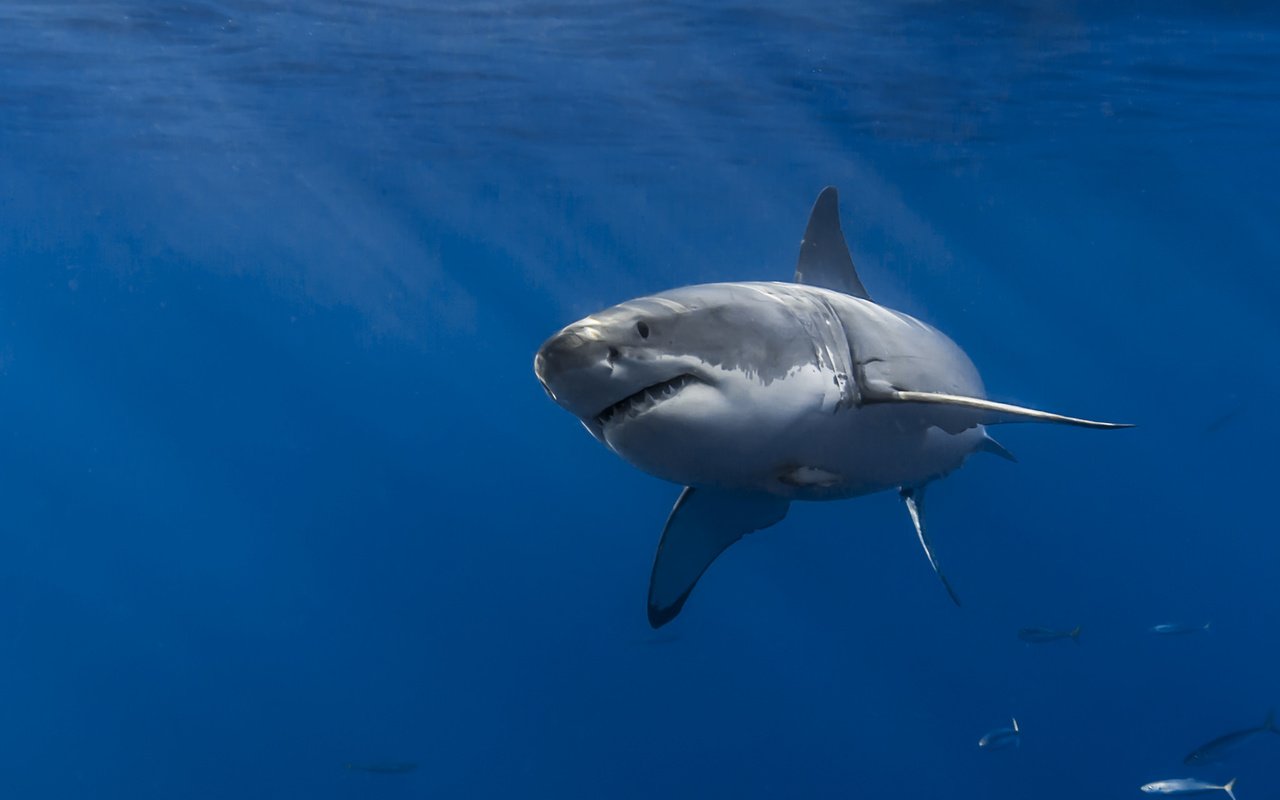 Обои море, акула, подводный мир, белая акула, sea, shark, underwater world, white shark разрешение 2048x1365 Загрузить